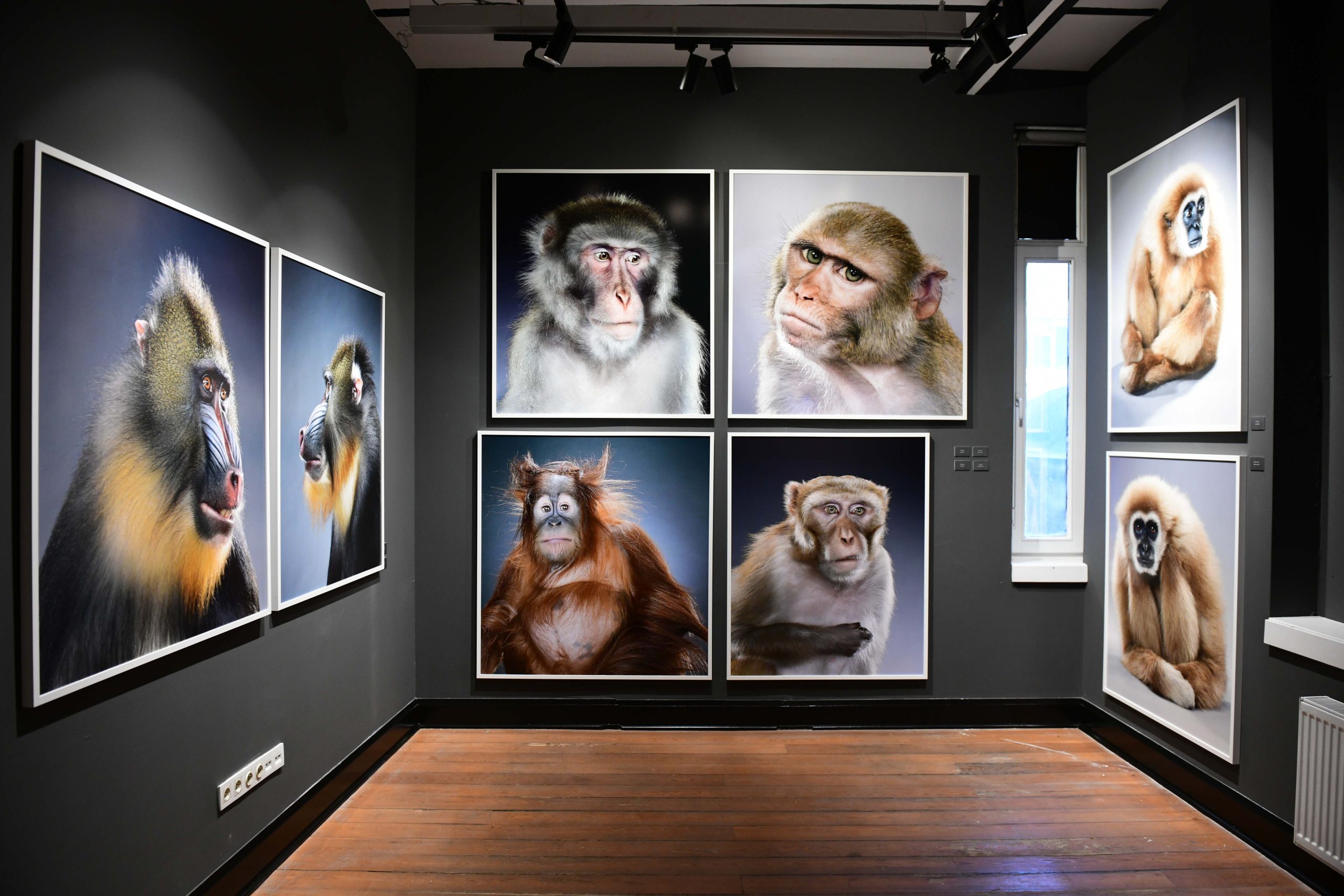 PEUGEOT X Jill Greenberg- Monkey Portraits